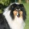 Photo de Flynn Errol du Clos de Windmire
