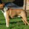 Photo de Getro Gibbs du Clos des Duchesses