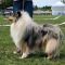 Photo de O' Dream Blue Of Cytise'n Park