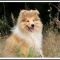 Photo de Naughty Girl du Bois des Amazones