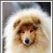 Photo de Umaculate Collection Of River Tweed