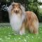 Portrait de The Lord Of-The Rings de la Fleur d'Ecosse
