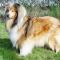 Photo de Pearl Ambree d'Ivoirie Field