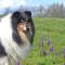 Photo de Ashbury Ray-Of-Hope